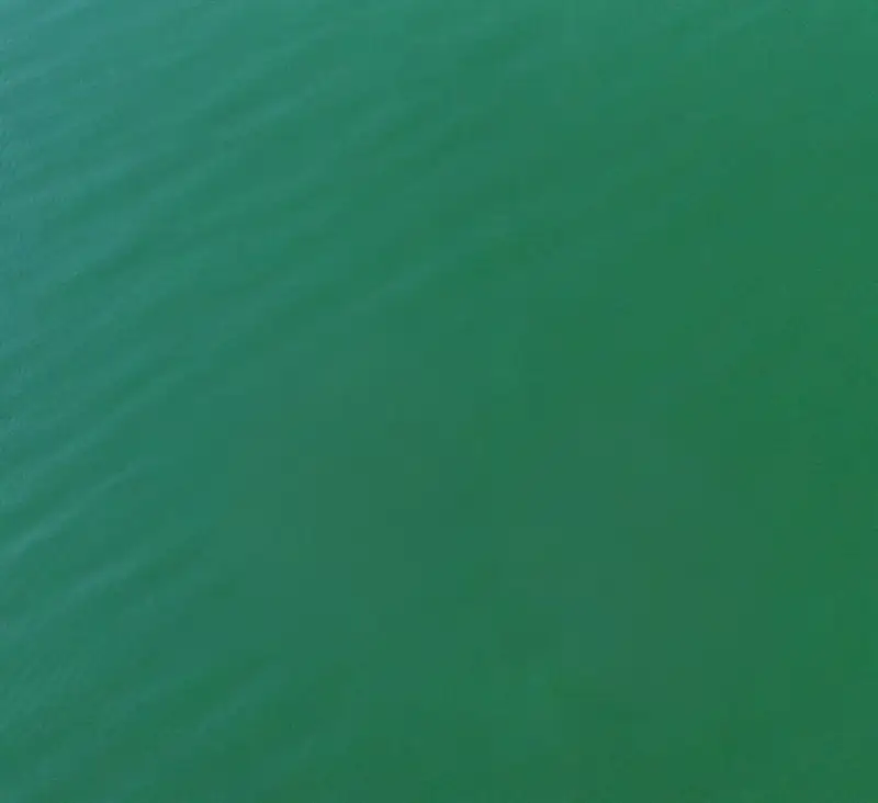 Green pool cleaning and algae removal in Boca Raton